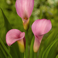 Pink Giant
