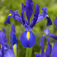 Hommes Blue