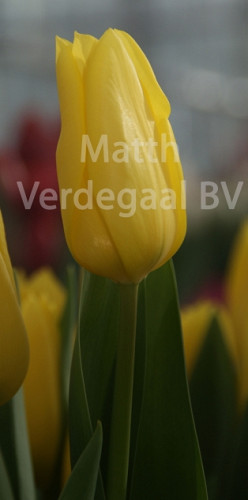 Tulipa Bolroyal Honey