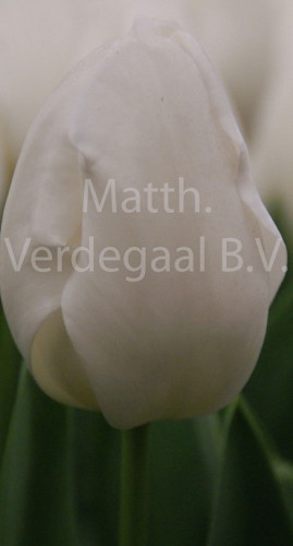 Tulipa Ice Cap