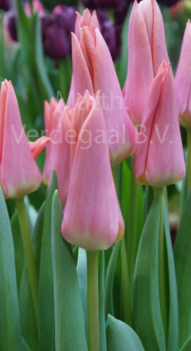 Tulipa Neper