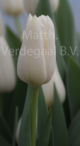 Tulipa Darwisnow