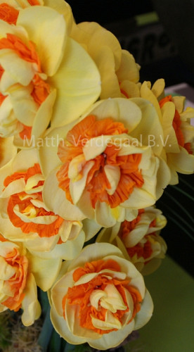 Narcissus Kiwi Sunset