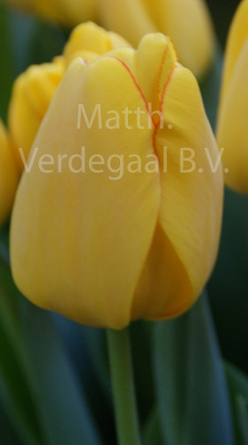 Tulipa Golden Parade