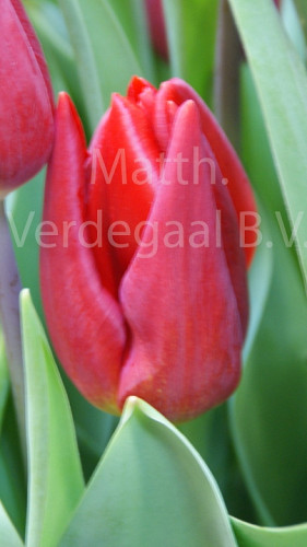 Tulipa Strong Love