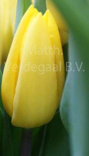 Tulipa Strong Gold