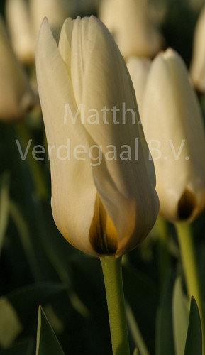 Tulipa Concerto
