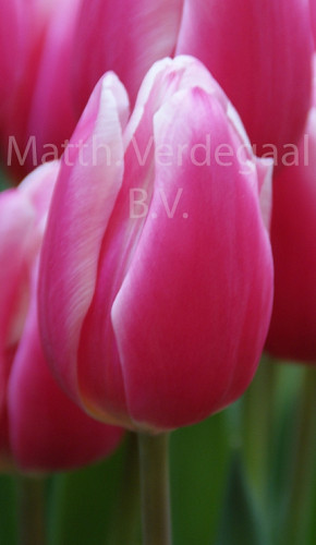 Tulipa Milkshake