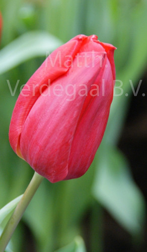 Tulipa First Star
