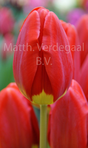 Tulipa Silvia