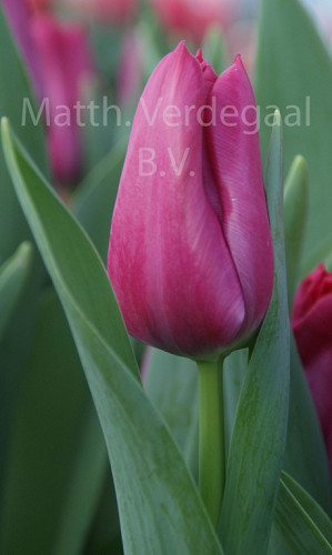 Tulipa Sweet Rosy