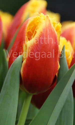 Tulipa Davenport