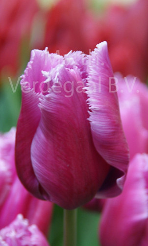 Tulipa Louvre