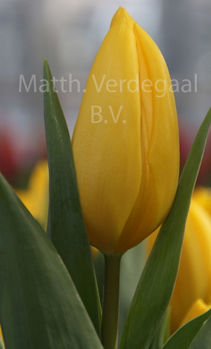 Tulipa Sun Beam