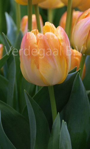Tulipa Granny Award