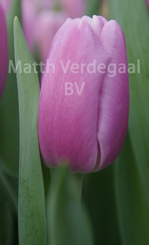 Tulipa Argos
