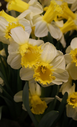 Narcissus Sugar Dipped