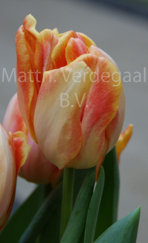 Tulipa Foxy Foxtrot