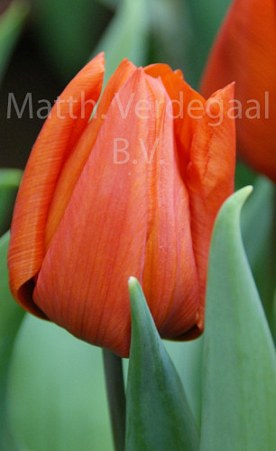 Tulipa Orange Dream