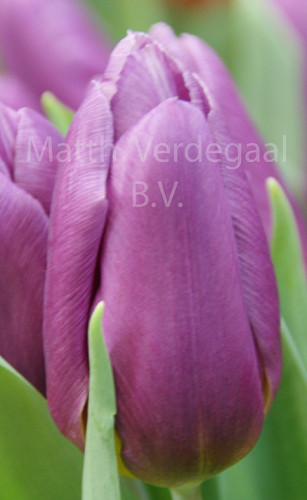 Tulipa Copex