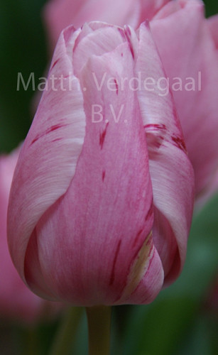 Tulipa Lasergame