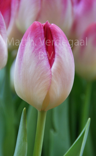Tulipa Super Erotic