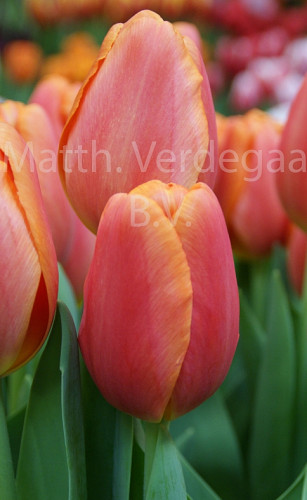 Tulipa Time Out