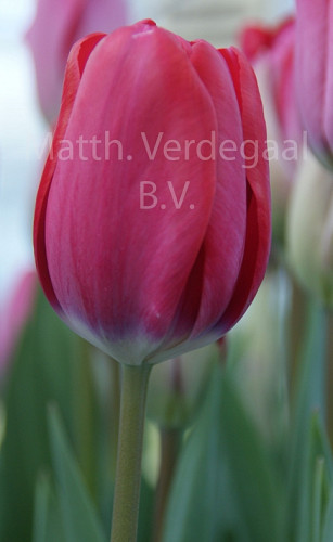 Tulipa Top Gun