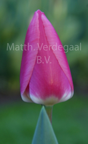 Tulipa Rosy Delight