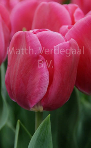 Tulipa Carola