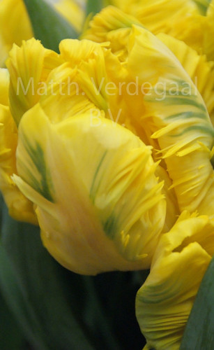 Tulipa Golden Glasnost