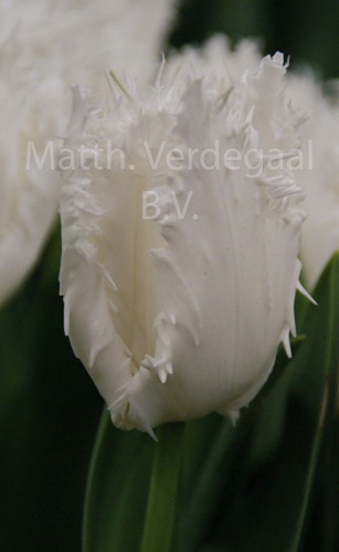 Tulipa Noordeinde