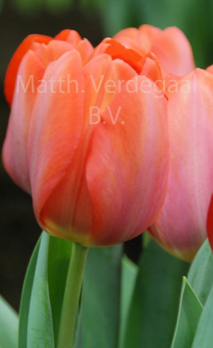 Tulipa Orange van Eijk