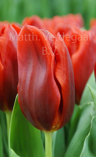 Tulipa Oscar