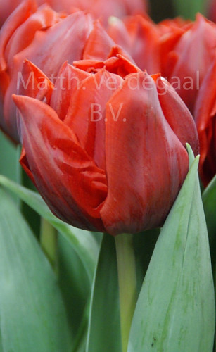 Tulipa Red Princess