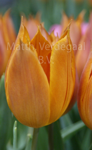 Tulipa Request