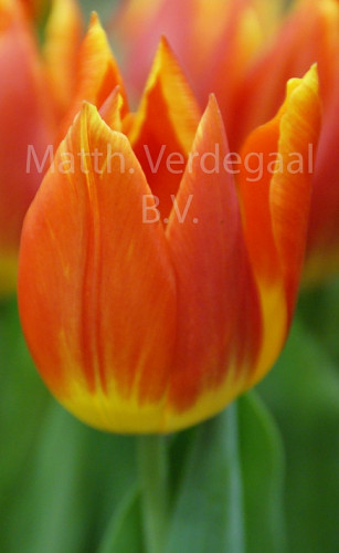Tulipa Salmon