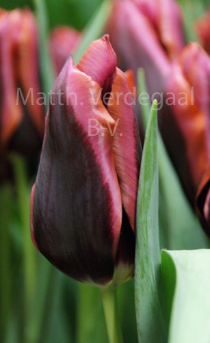 Tulipa Slawa