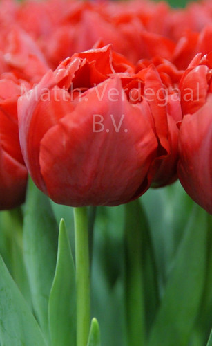 Tulipa Verona Love