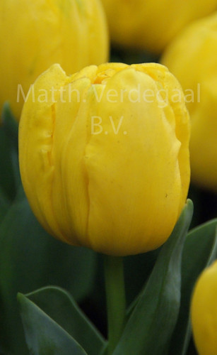 Tulipa Yellow Baby