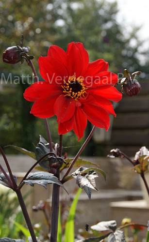 Dahlia Bishop of Llandaff