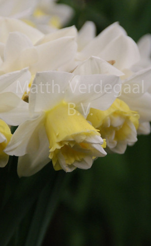 Narcissus Popeye