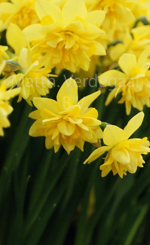 Narcissus Tete Boucle