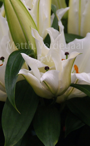 Lilium Premium Blond