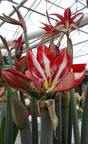 Amaryllis Pierrot