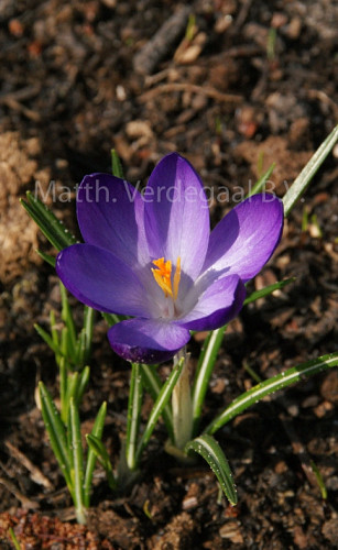 Crocus Ruby Giant