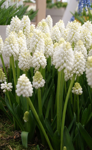 Muscari White Magic
