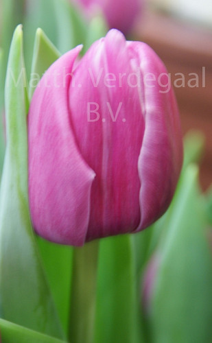 Tulipa Double You