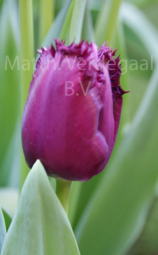 Tulipa Gorilla