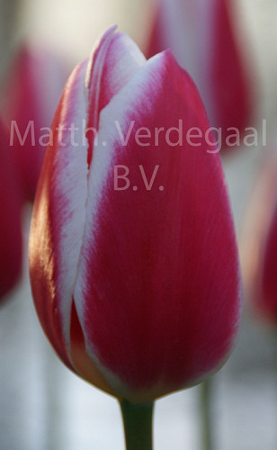Tulipa Candy Apple Delight